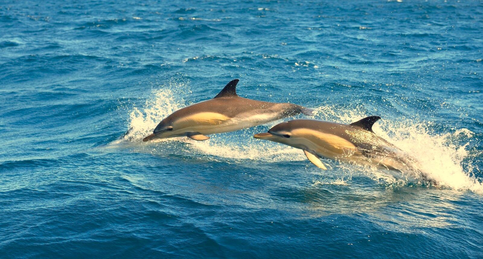 dolphins swimming in waters